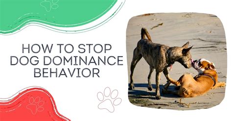 How To Stop Dog Dominance Behavior I Love Veterinary