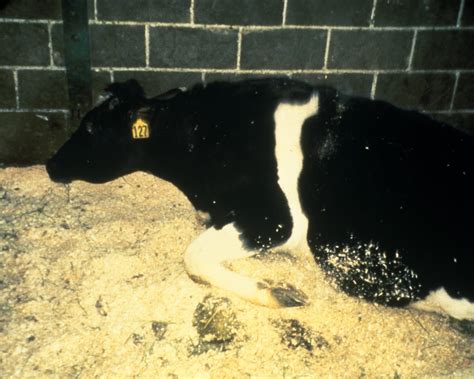 Historyprojectwork Epidemics Mad Cow Disease Bovine Spongiform