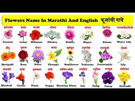 flowers name in english and marathi with pdf | फुलांची नावे इंग्रजी व ...