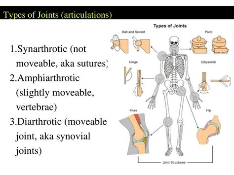 Ppt Skeletal System Powerpoint Presentation Free Download Id2080755