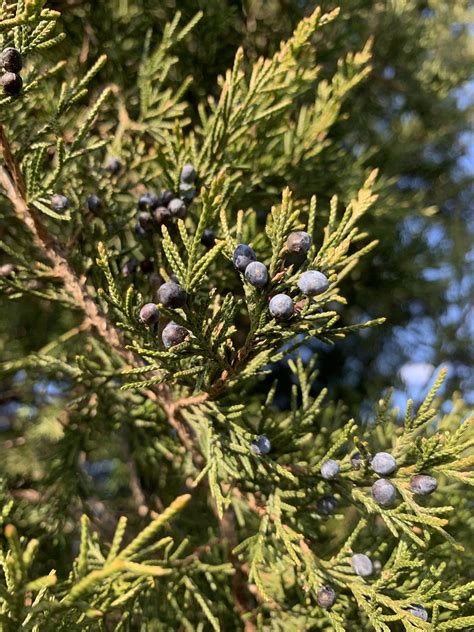 Juniperus Virginiana Mellow Marsh Farm