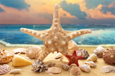 Starfish And Seashells On The Beach Stock Image Image Of Mollusk