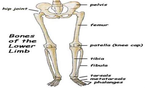 Leg Muscle Diagram Common Names Leg Muscle Diagram Chapter 13 Images