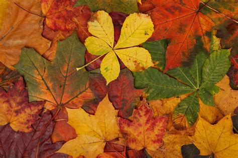Abstract Fall Bright Brown Colorful Green Leaves Maple Leaves Nature Orange Pattern