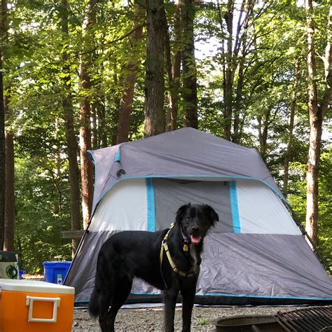 COE W Kerr Scott Reservoir Bandits Roost Campground Camping | The Dyrt