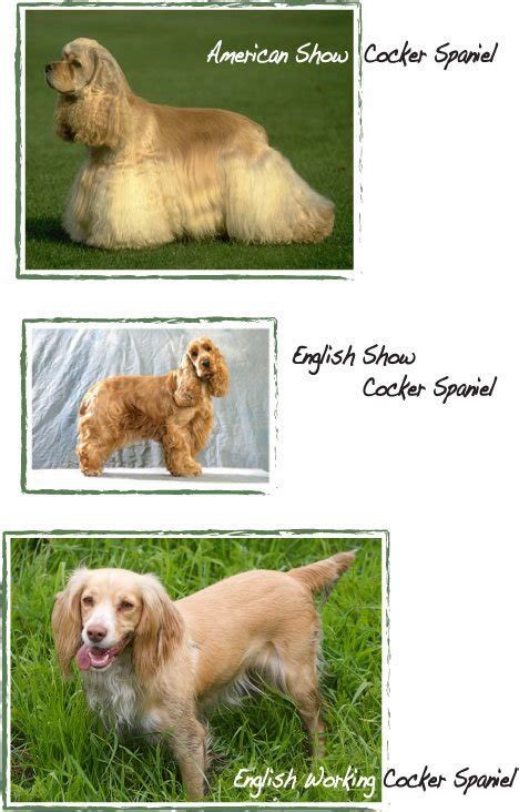 Dog Breeds Old Vs New Working Vs Show With Many Pictures Backyard