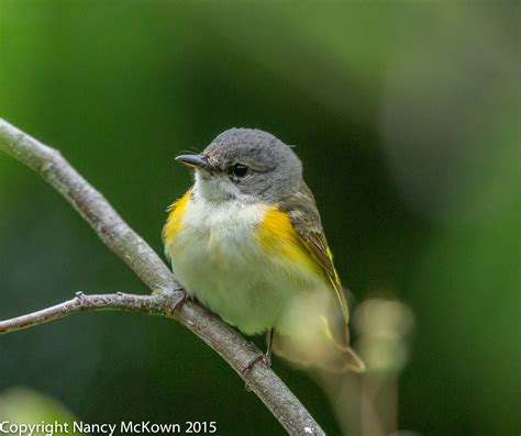 Photographing A Curious American Redstart Warbler Welcome To