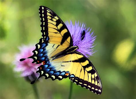 Luthfiannisahay Butterfly That Is Yellow And Black
