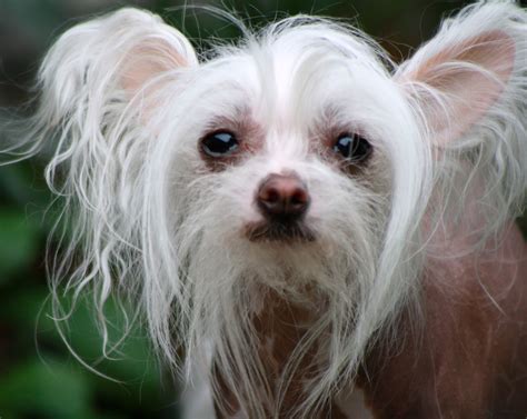 Chinese Crested Breed Guide Learn About The Chinese Crested
