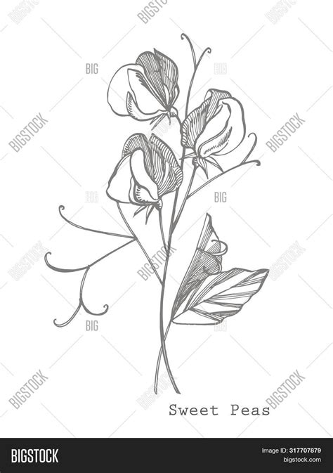 Sweet Pea Flowers Image And Photo Free Trial Bigstock