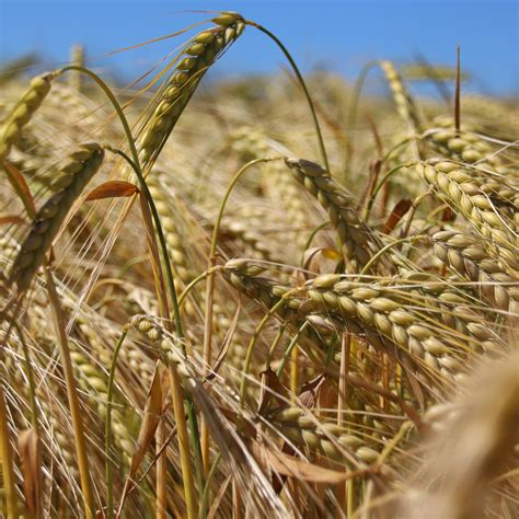 5 Tips On Growing Winter Barley In Late Autumn News Cereals Kws
