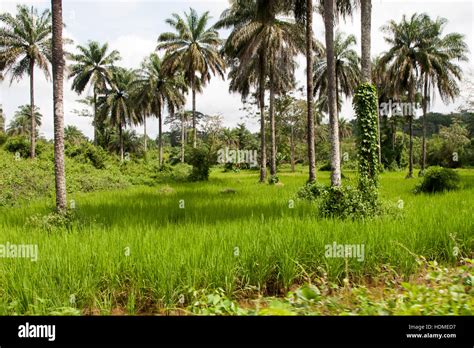 Intensive Land Use Means In Sierra Leone Oil Palms Stand In Rice