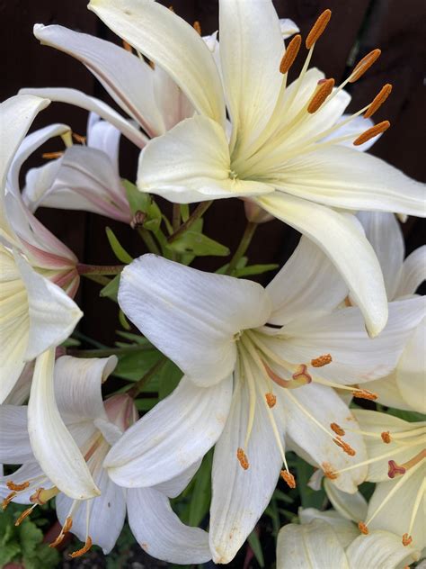 5 Bulbs Of Lilium Asiaticwhite Tiger Lily Mont Blanc Etsy
