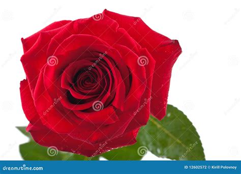Red Rose Isolated Stock Photo Image Of Beautiful Colorful 12602572