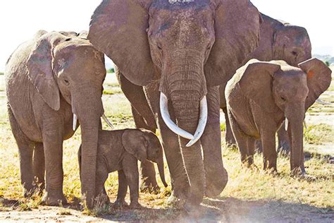 Celebrating Elephant Protection Of Past Year On World Elephant Day