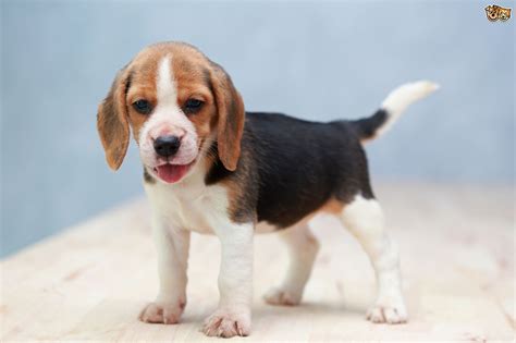 The beagle breed originated in england as a cross between the harrier and other hounds of england. Beagle Dog Breed | Facts, Highlights & Buying Advice ...