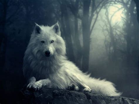 Collection by thenightswolf • last updated 9 weeks ago. cool-wolf-wallpapers-5 - Funchap