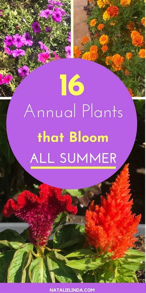 16 Annuals That Bloom All Summer Long Natalie Linda Annual Plants