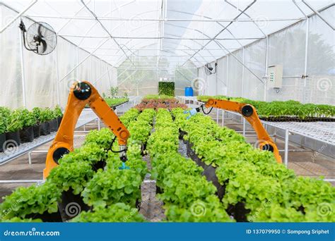 Smart Robotic Farmers Harvest In Agriculture Futuristic Robot