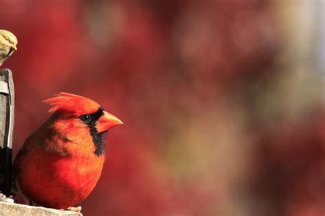 Male Northern Cardinal Red On Red Birds And Blooms