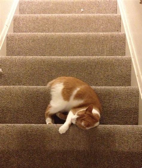 24 Pictures That Prove Cats Can Sleep Anywhere