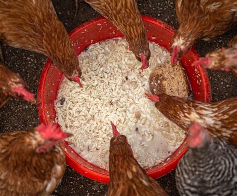 Best Chicken Feed Types Definitive Guide And Diy Feed Recipe