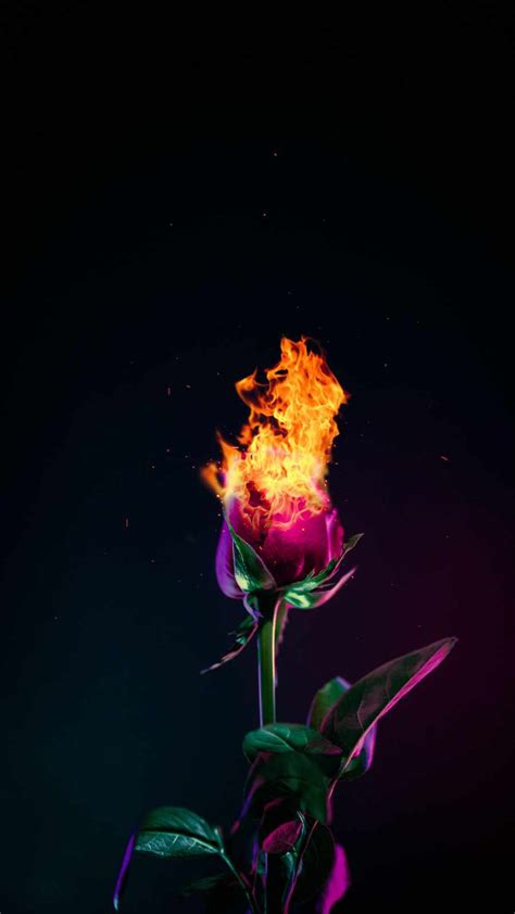 Top Burning Rose Wallpaper Latest In Cdgdbentre