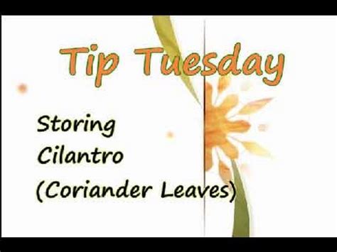 How to store Cilantro (Coriander) - Household Tips Video - YouTube
