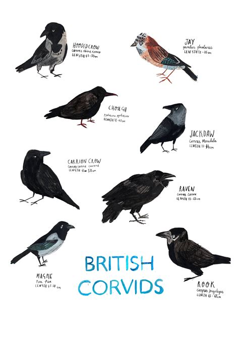 A3 Corvids Birds Poster Etsy Bird Poster I Like Birds Birds