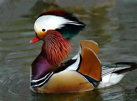 A Beautiful Mandarin Duck Wild Animals Pictures Animals Wild Exotic