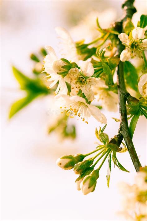 Spring Bokeh Stock Photo Image Of Bloom Green Copy 25987928
