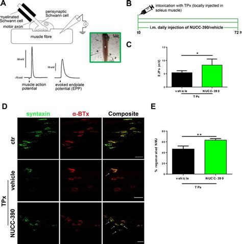 Nucc 390 Promotes Nmjs Recovery Following Taipoxin Muscle Injection In
