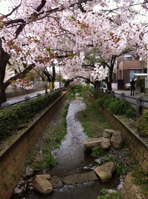 Cherry Blossoms Cherry Blossom Sidewalk Blossom