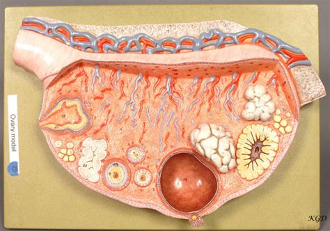 Anatomy And Physiology Ii Lab Final Exam Ovary Model Diagram Quizlet