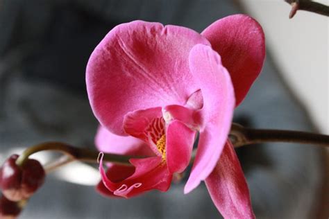Magenta Orchid Flower Picture Free Photograph Photos Public Domain