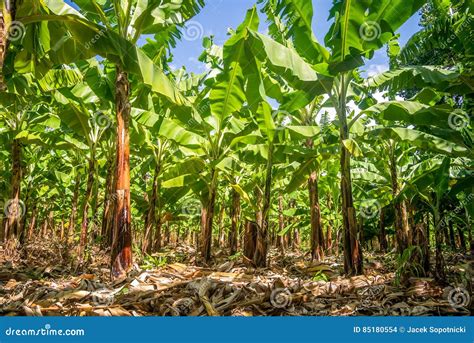 Banana Plantation Is East Africa Stock Photo Image Of Leafs Blossom