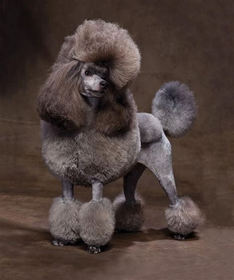 Everything We Admire About The Active Poodle Pup Poodletime