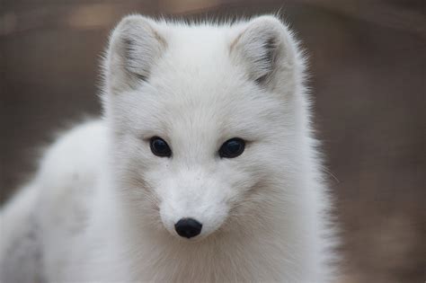 Arctic Foxes Wild Animals News And Facts