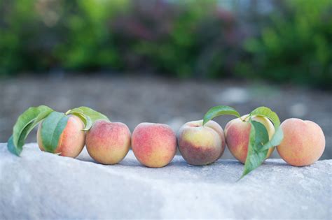 Peach Elberta For Sale In Boulder Colorado