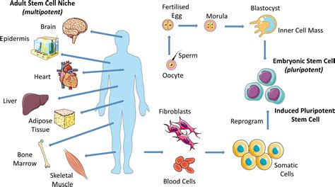 Adult Stem Cell Diagram