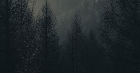 Free Stock Photo Of Dark Forest Landscape