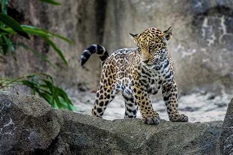 Jaguar Cub Photograph By Richard Irvin Houghton Fine Art America