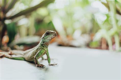 Close Up Of Chinese Water Dragon Lizard Shot In Natural Light