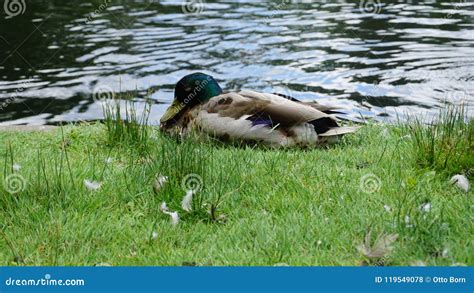 Sleeping Duck At The Local Pond Stock Photo Image Of Color Summer