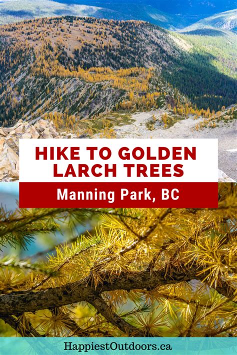 Hike To Golden Larches This Fall At Frosty Mountain In Manning Park Bc