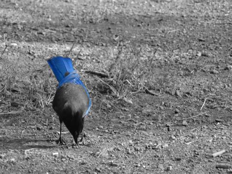 Free Photo Little Blue Bird Animal Bird Blue Free Download Jooinn