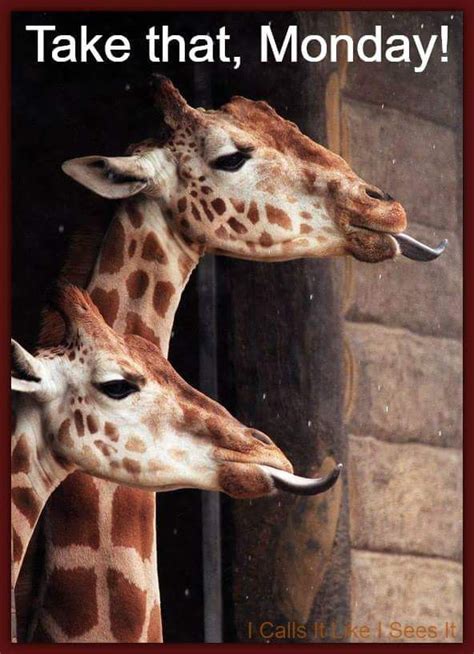 Take That Monday Giraffe Memes Monday Quote Animals Cute Animals