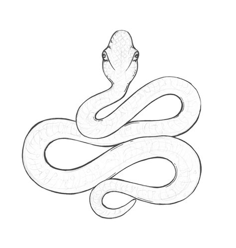 Cartoon Snake Drawing At Getdrawings Free Download