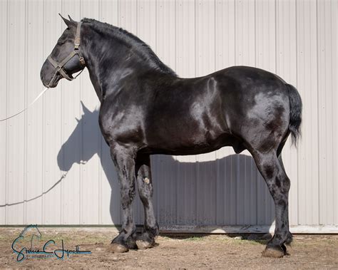 Fp Icepick Percheron Stallion Horses Big Horses Draft Horses