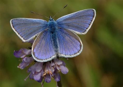Common Blue Butterfly Conservation Butterfly Pictures